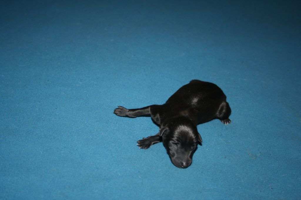 des princes de minos - Chiots disponibles - Petit Levrier Italien