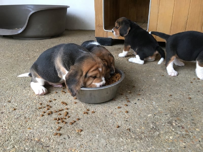 De L'ile Du Port Brouard - Chiots disponibles - Beagle