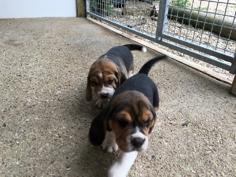 De L'ile Du Port Brouard - Chiots disponibles - Beagle