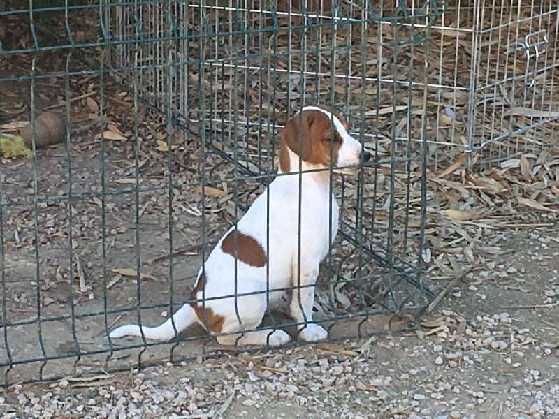 De L'ile Du Port Brouard - Chiots disponibles - Parson Russell Terrier