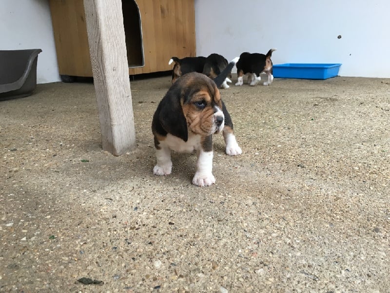 De L'ile Du Port Brouard - Chiots disponibles - Beagle