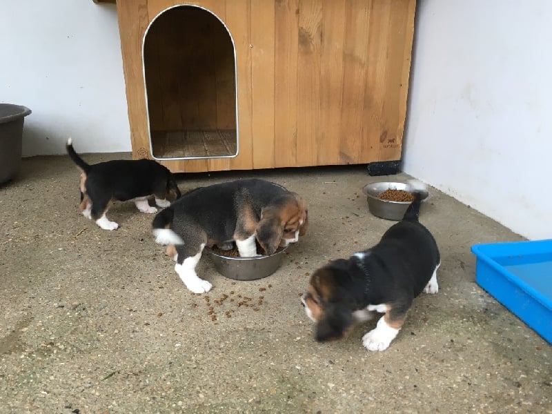 Chiot Beagle De L'ile Du Port Brouard