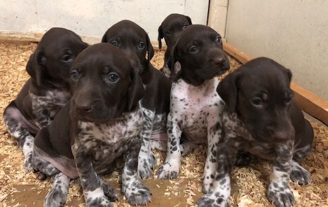 Chiots braque allemand