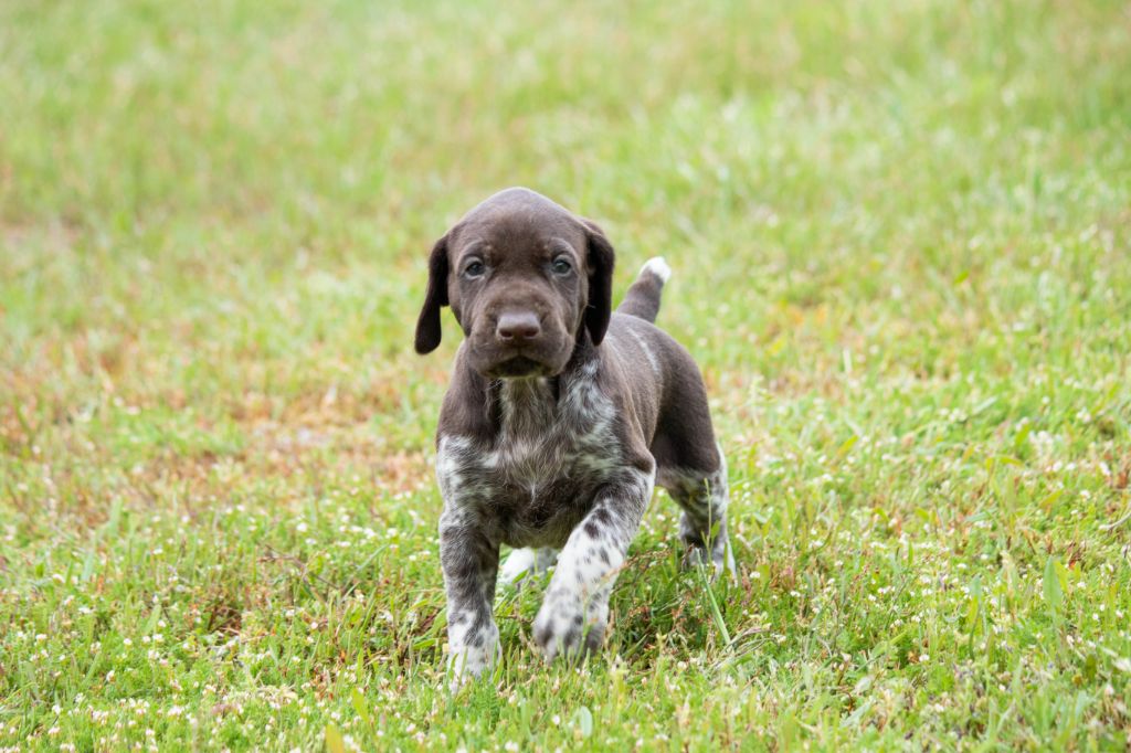 de la Haille au loup - Chiots disponibles - Braque allemand à poil court