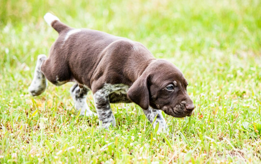 de la Haille au loup - Chiots disponibles - Braque allemand à poil court