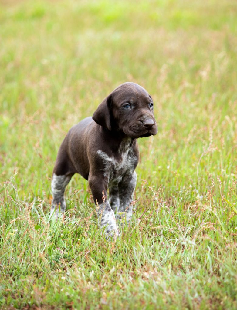 de la Haille au loup - Chiots disponibles - Braque allemand à poil court