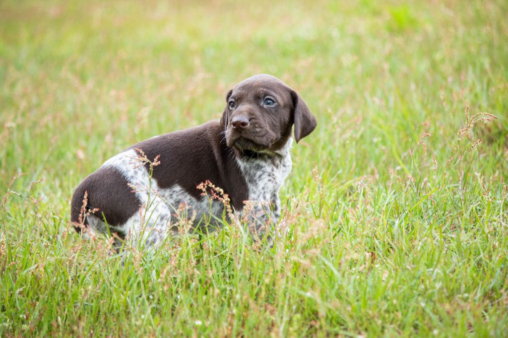 de la Haille au loup - Chiots disponibles - Braque allemand à poil court