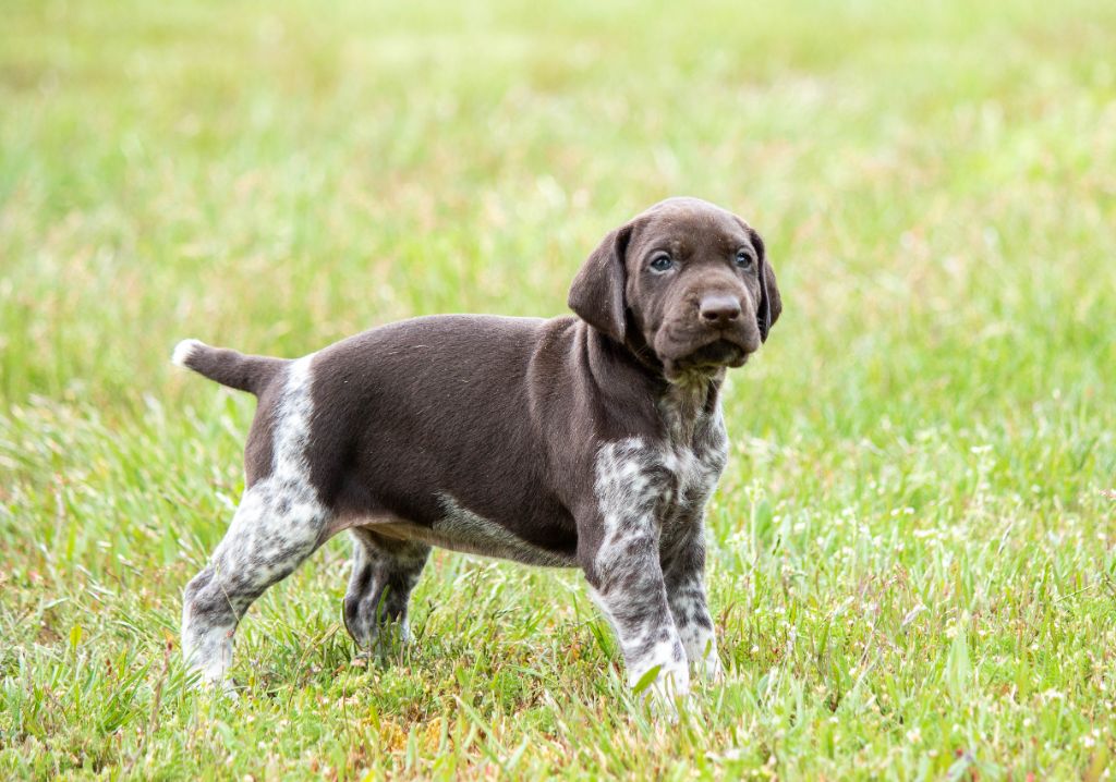 de la Haille au loup - Chiots disponibles - Braque allemand à poil court