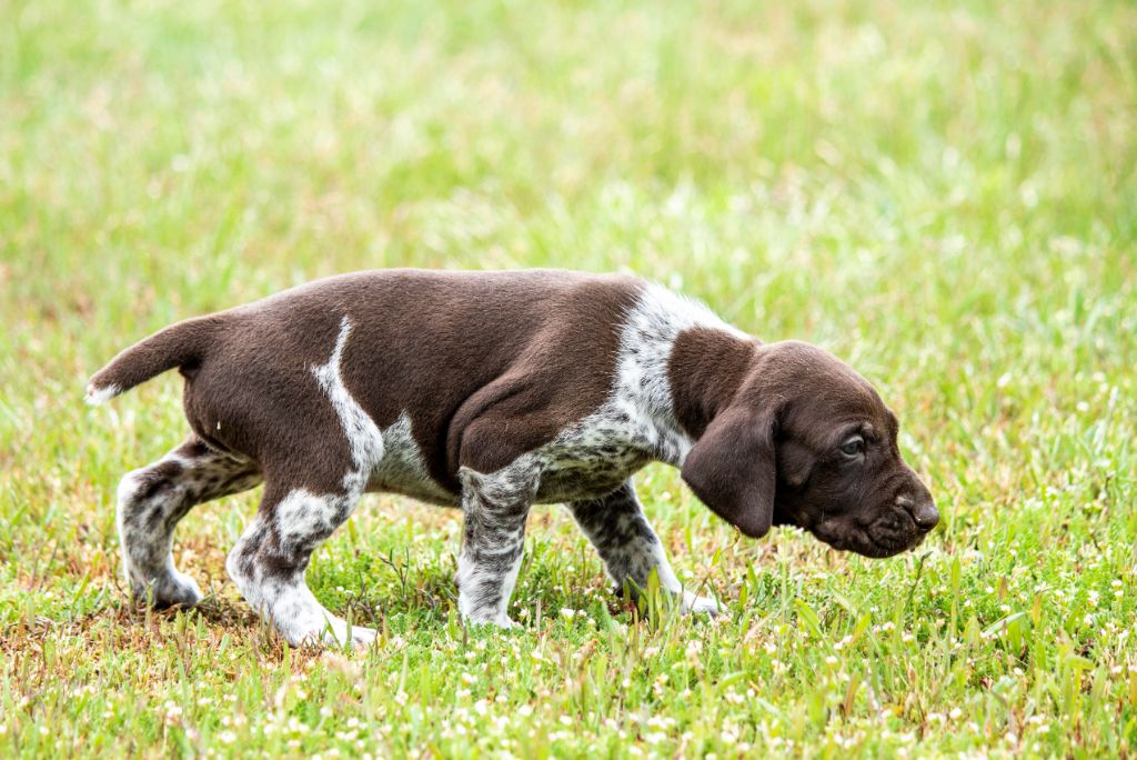 de la Haille au loup - Chiots disponibles - Braque allemand à poil court