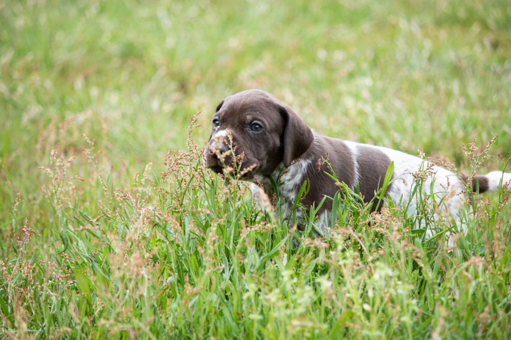 de la Haille au loup - Chiots disponibles - Braque allemand à poil court