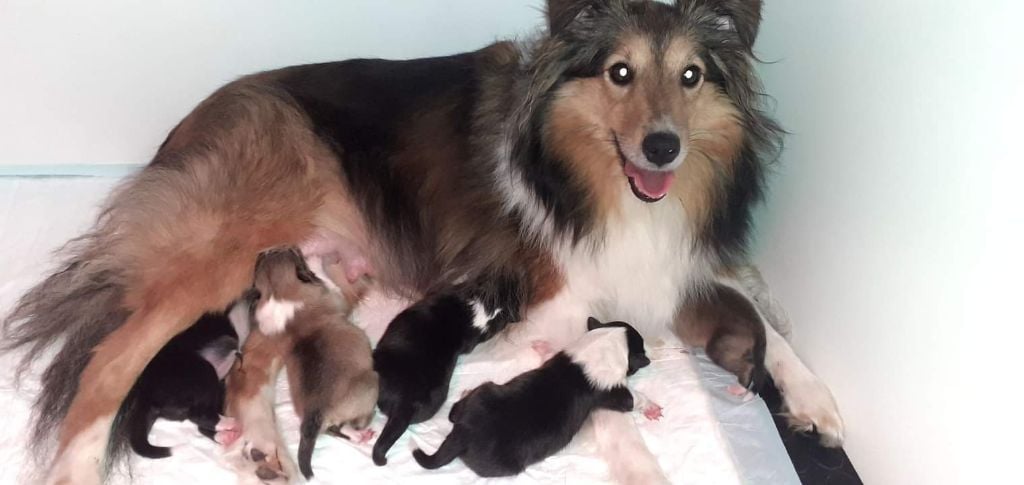 du Fief Des Petits Crunchis - Shetland Sheepdog - Portée née le 16/08/2022