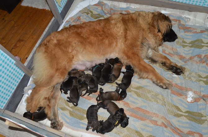 Naissance des bébés d'Hortance et d'Incertain 