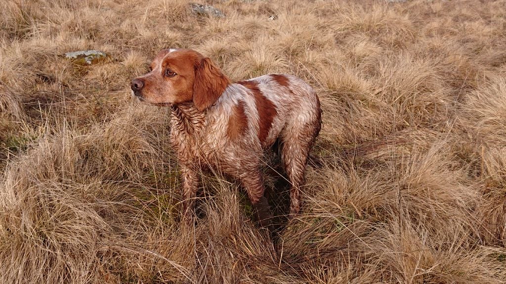 Des Sources De La Margeride - Olwen gagnante du trophée de l'estuaire. 