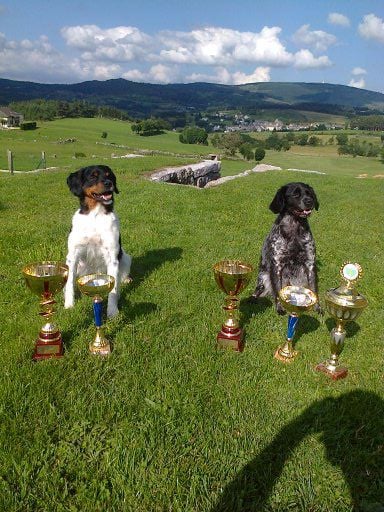 Des Sources De La Margeride - Exposition canine nationale du PUY EN VELAY (27 juillet 2014)