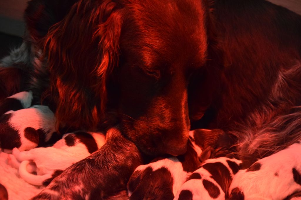 Du Val Des Houchis - Photos des chiots