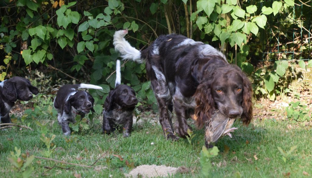 Du Val Des Houchis - Toutes les photos des chiots dans l'onglet photos