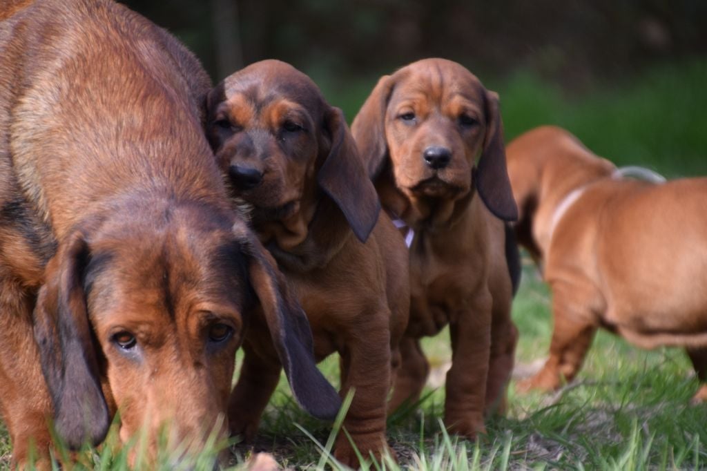 Photos des chiots