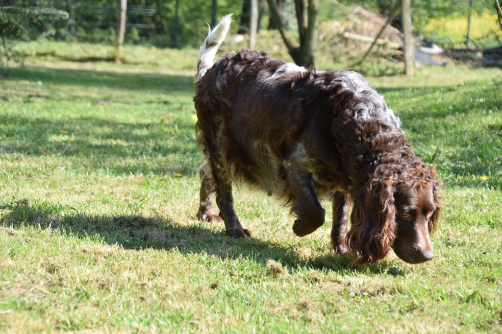 Du Val Des Houchis - Gestation confirmée pour Noisette