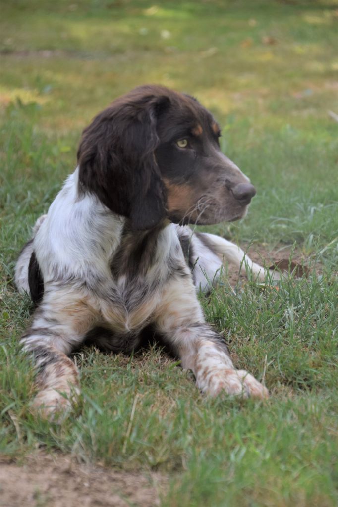 Du Val Des Houchis - Bienvenue Baloo