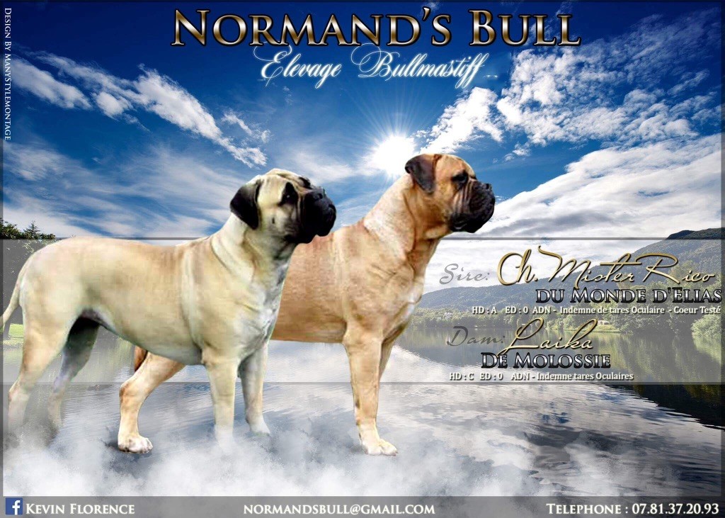 De Normand's Bull - Bullmastiff - Portée née le 22/10/2017