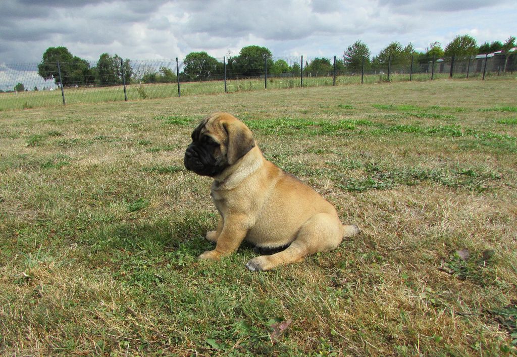 De Normand's Bull - Bullmastiff - Portée née le 19/07/2019