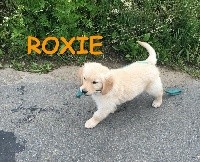 ROXIE DES FEUX D'OR    COLLIER ORANGE