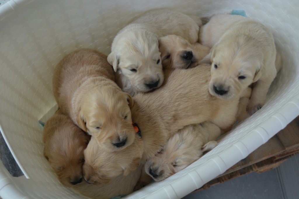 Chiot Golden Retriever Des feux d'or