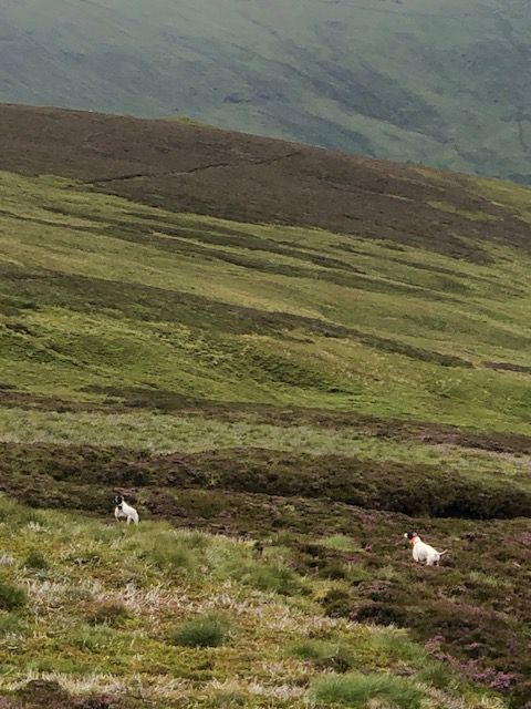 De ker avel - Twist en Ecosse