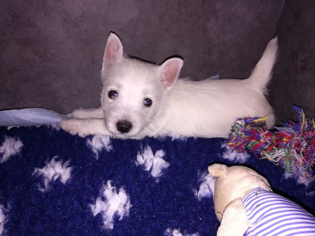 Des Ecossais Du Grand Bois - West Highland White Terrier - Portée née le 01/08/2017