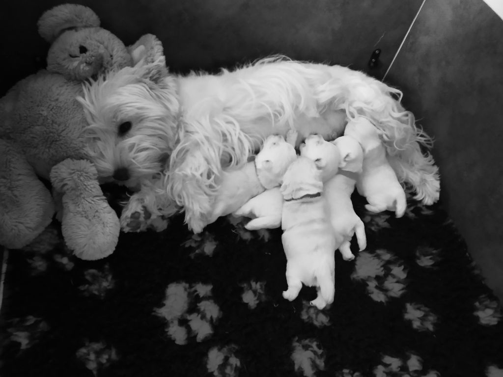 Des Ecossais Du Grand Bois - West Highland White Terrier - Portée née le 12/08/2019