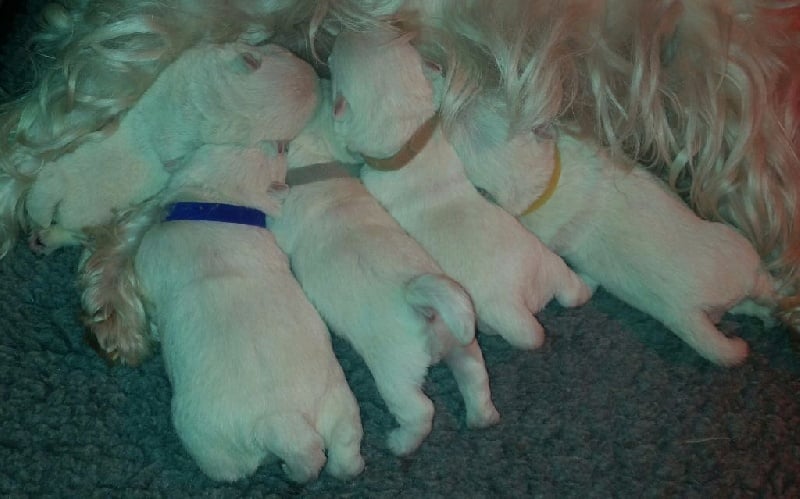 Des Ecossais Du Grand Bois - West Highland White Terrier - Portée née le 25/05/2016