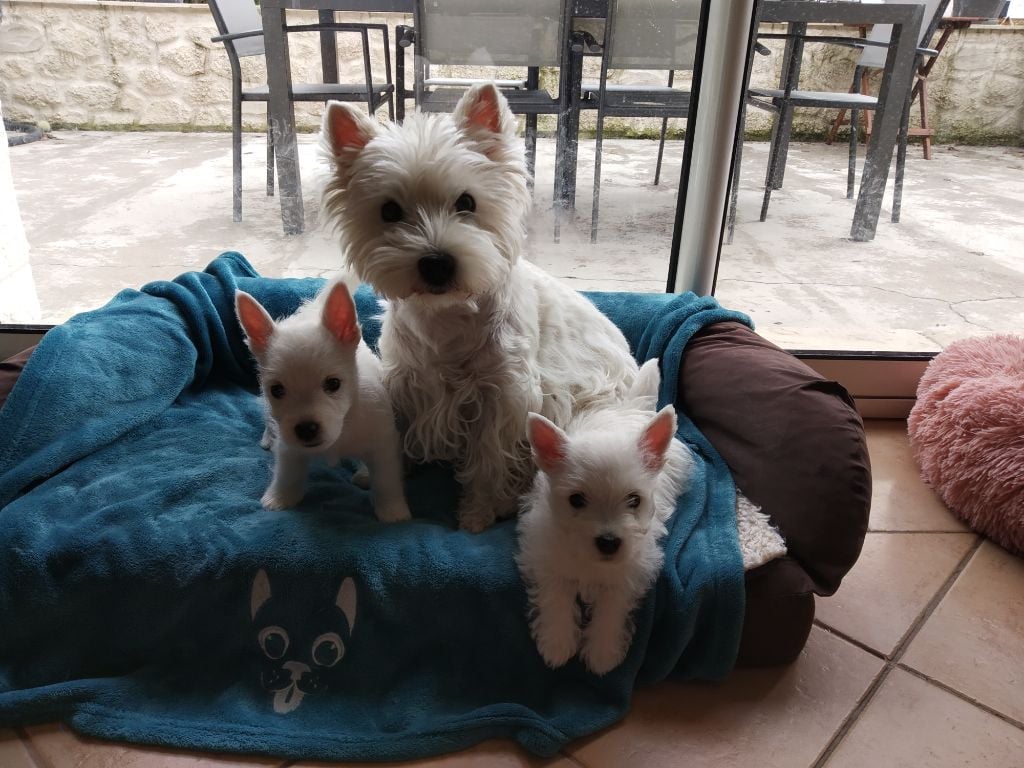 Des Ecossais Du Grand Bois - West Highland White Terrier - Portée née le 12/08/2020