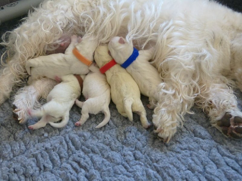 Des Ecossais Du Grand Bois - West Highland White Terrier - Portée née le 23/04/2015