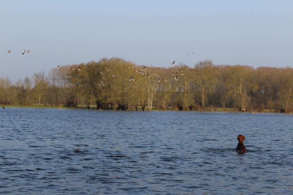 De La Fougue En Plaine - Larcan et ses oies