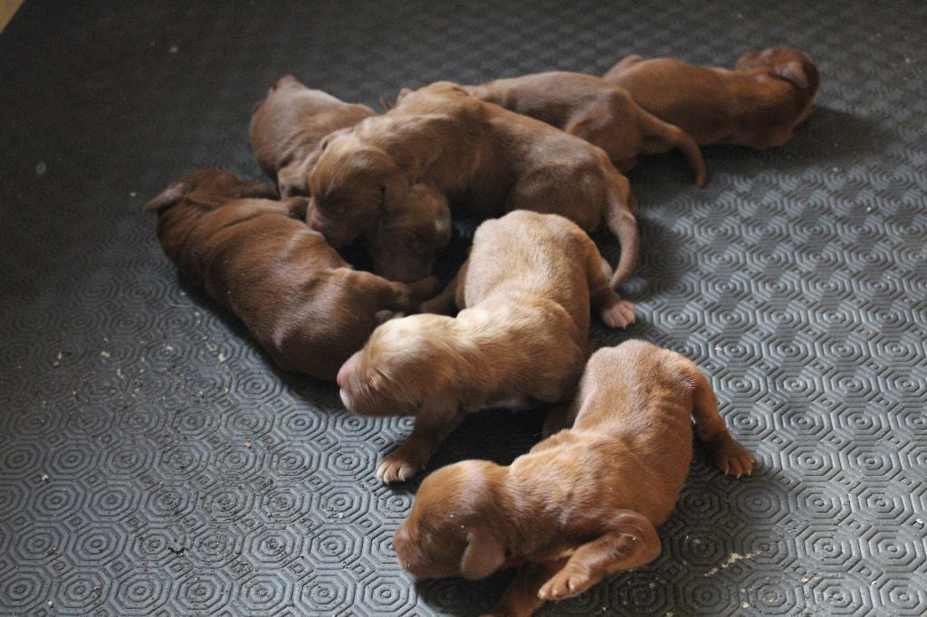 De La Fougue En Plaine - Les bébés sont arrivés!!!