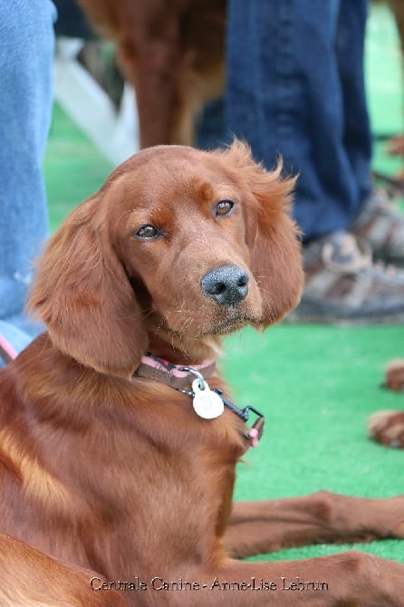 De La Fougue En Plaine - Game fair 2016