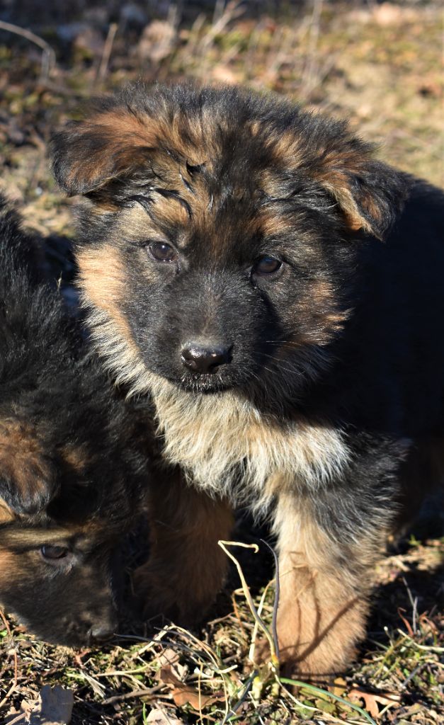 du Caldeira De La Madone - Chiots disponibles - Berger Allemand Poil Long