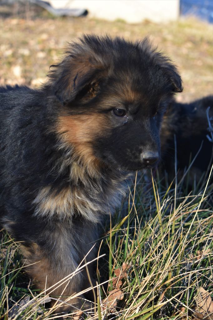 du Caldeira De La Madone - Chiots disponibles - Berger Allemand Poil Long