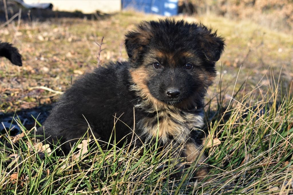 du Caldeira De La Madone - Chiots disponibles - Berger Allemand Poil Long