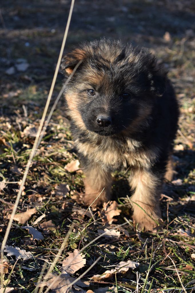 du Caldeira De La Madone - Chiots disponibles - Berger Allemand Poil Long