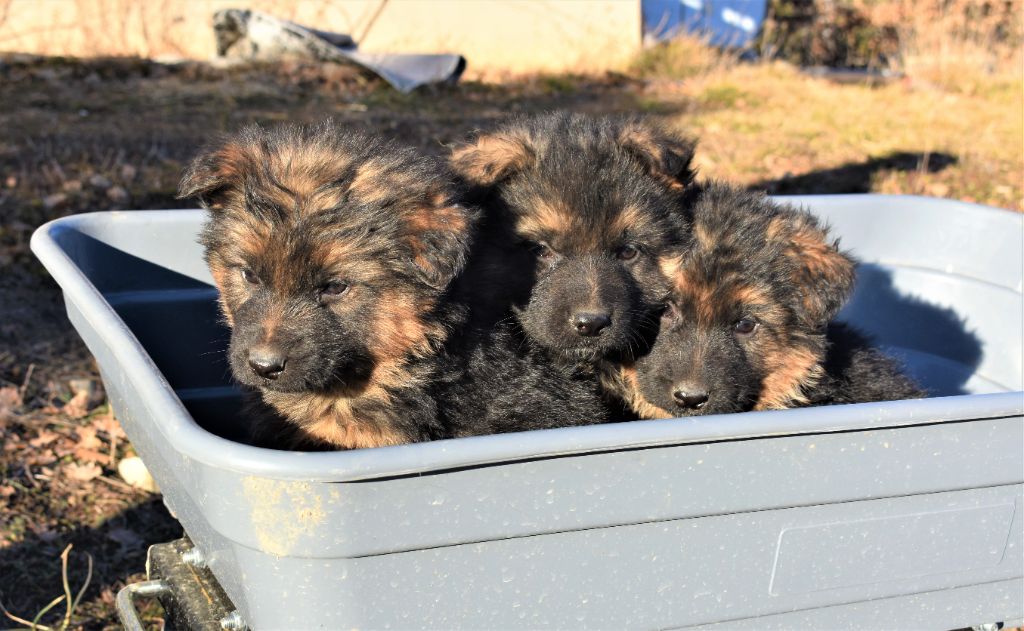 du Caldeira De La Madone - Chiots disponibles - Berger Allemand Poil Long