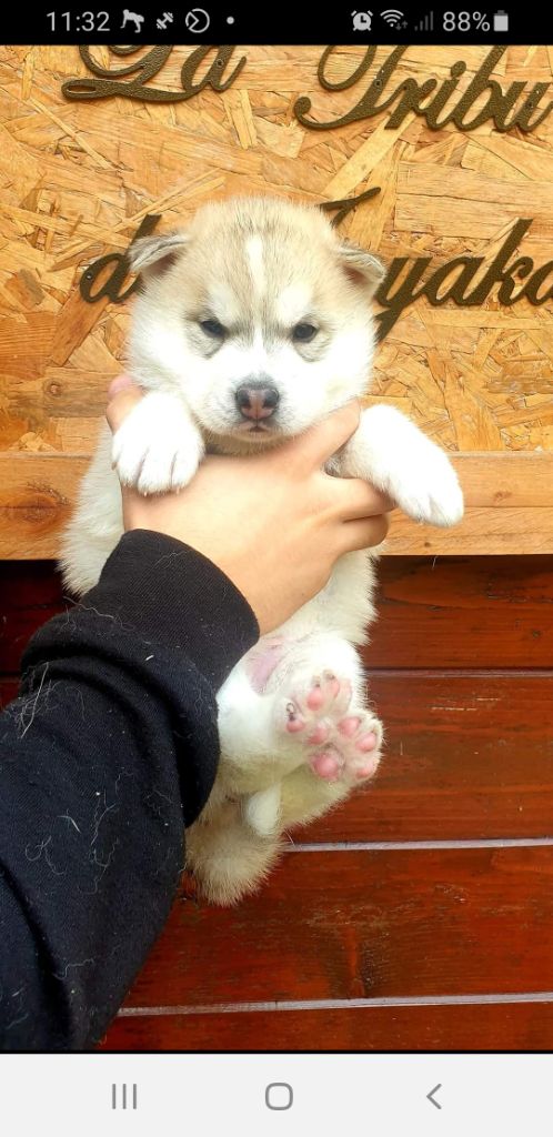 la Tribu De Jayaka - Chiots disponibles - Siberian Husky