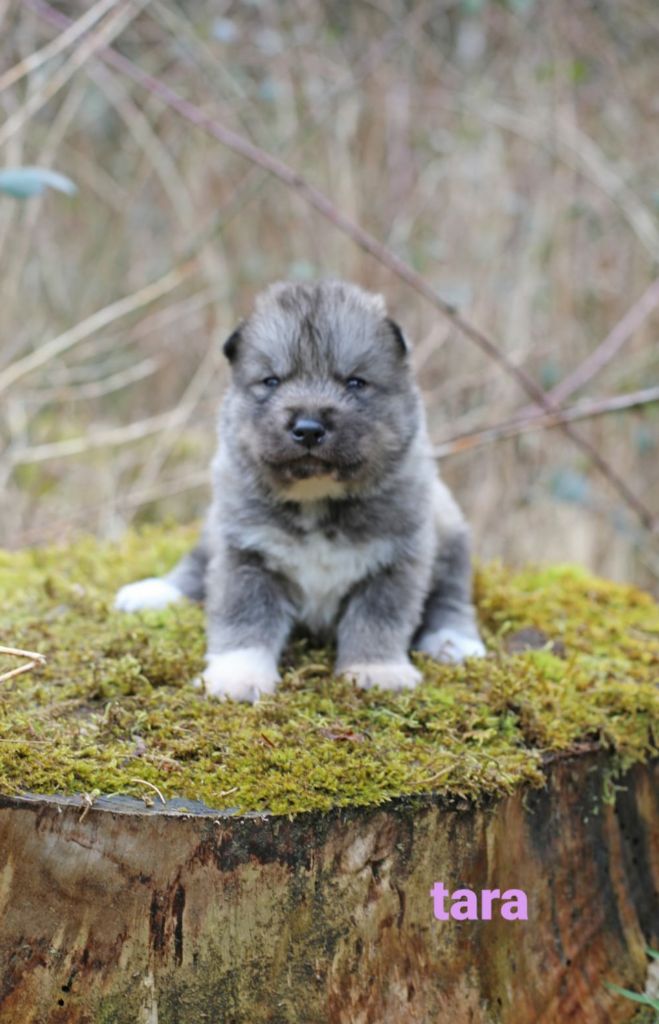 la Tribu De Jayaka - Chiots disponibles - Siberian Husky