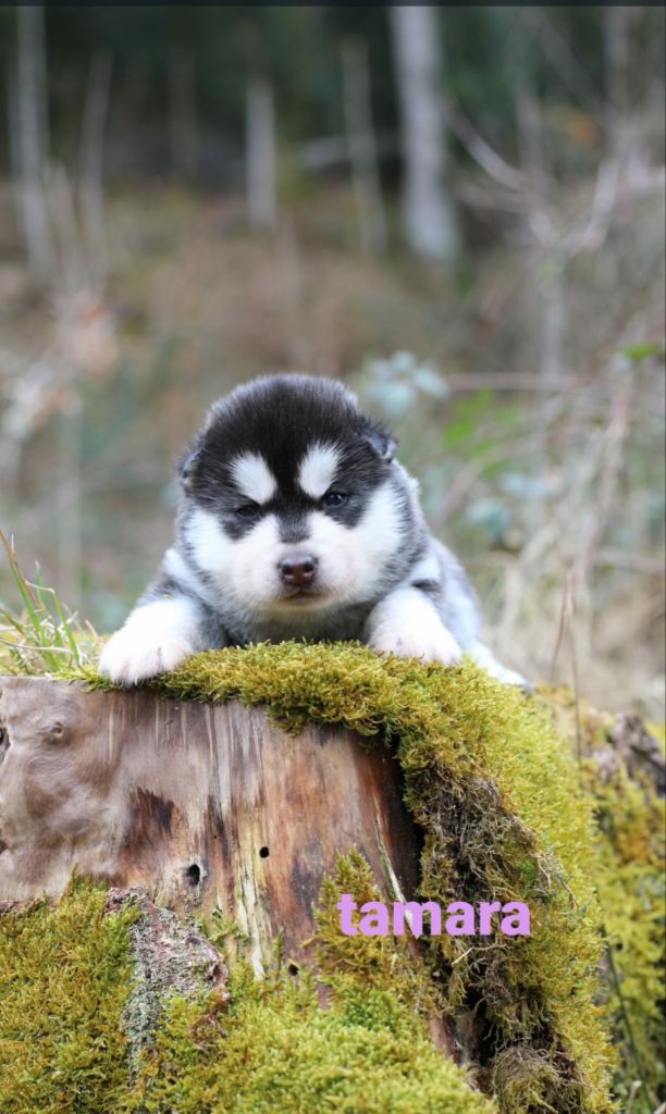 la Tribu De Jayaka - Chiots disponibles - Siberian Husky