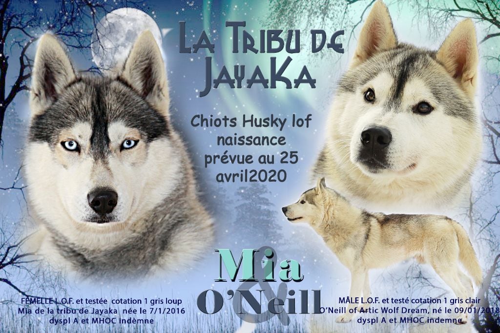 Chiot Siberian Husky la Tribu De Jayaka