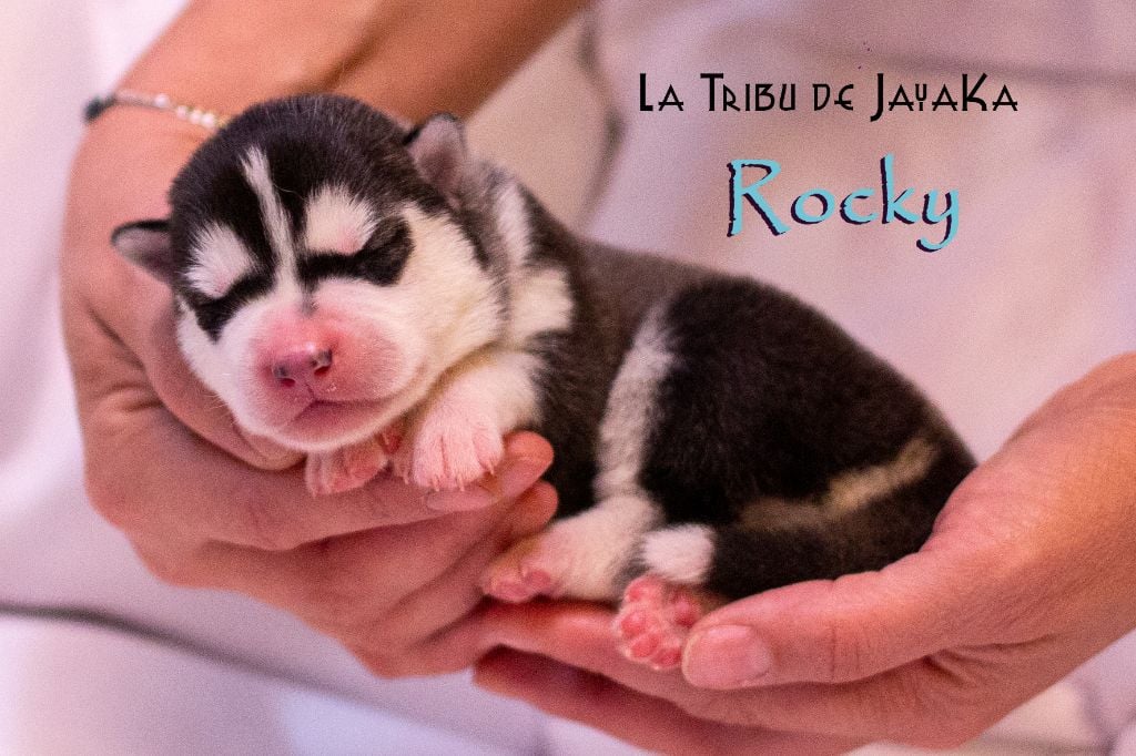 la Tribu De Jayaka - Chiots disponibles - Siberian Husky