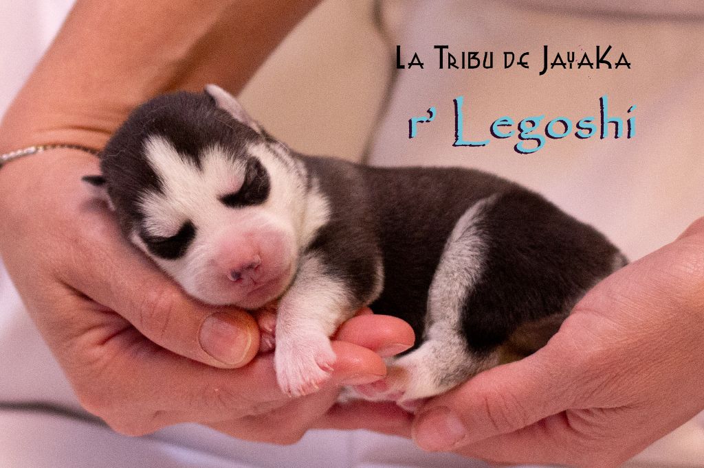 la Tribu De Jayaka - Chiots disponibles - Siberian Husky