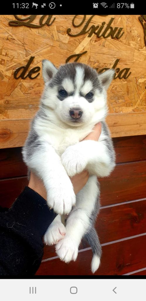 la Tribu De Jayaka - Chiots disponibles - Siberian Husky