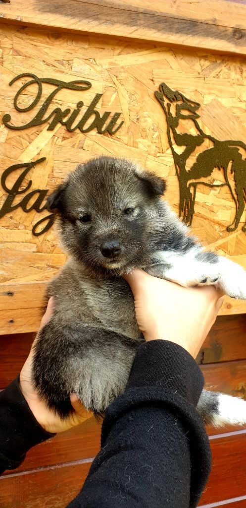 la Tribu De Jayaka - Chiots disponibles - Siberian Husky