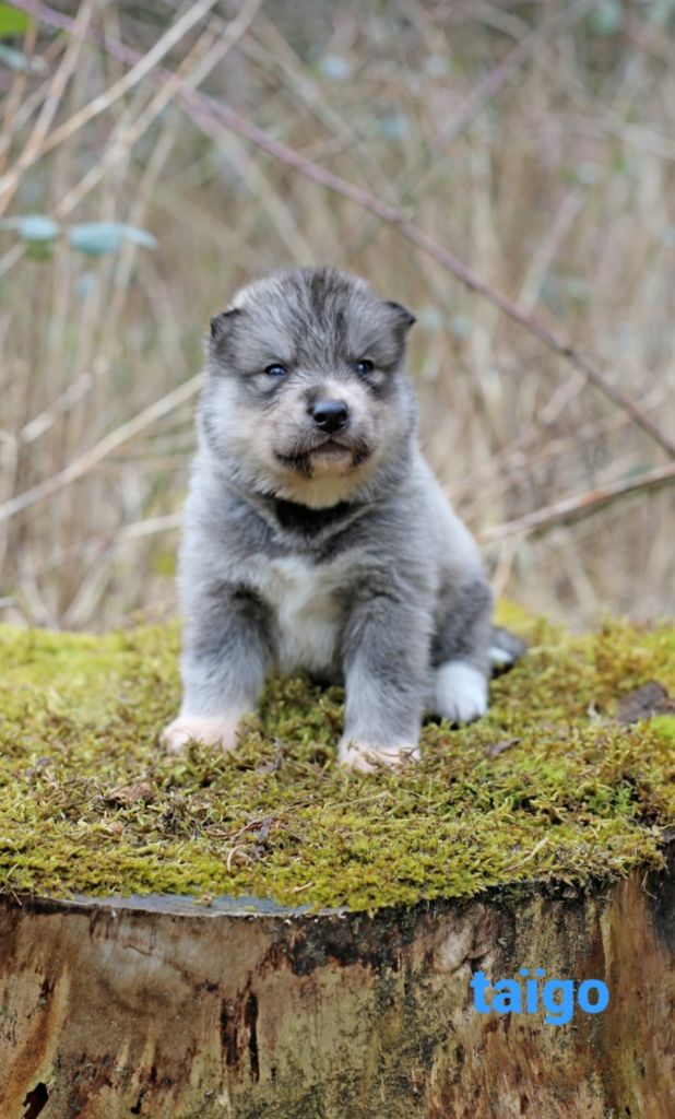 la Tribu De Jayaka - Chiots disponibles - Siberian Husky